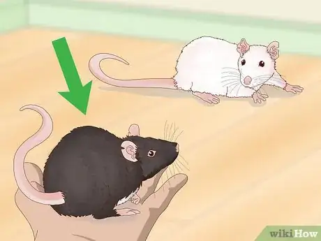 Image titled Keep Pet Rats Safe Around Other Pets Step 13
