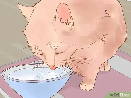 Image titled Be Responsible when You Have a Cat Step 6