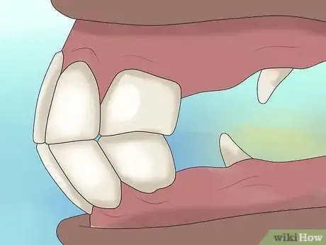 Image titled Take Proper Care of Your Horse's Teeth Step 3