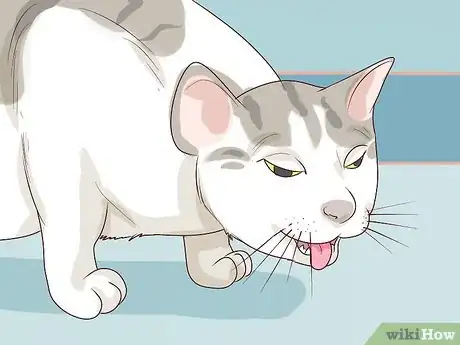 Image titled Diagnose and Treat Pyothorax in Cats Step 1