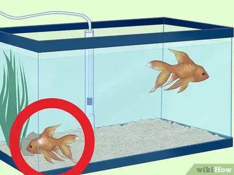 Image titled Treat Fungal Infections in Fish Step 13