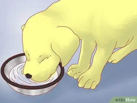 Image titled Care for Great Danes Step 6