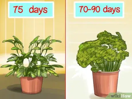 Image titled Harvest Herbs Step 4