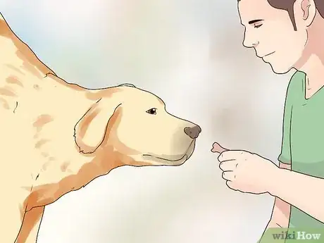 Image titled Get a Dog to Do a Handstand Step 6