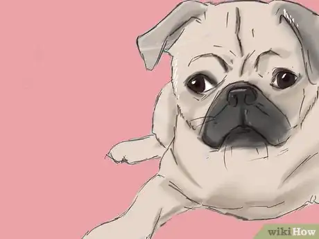 Image titled Persuade Your Parents to Adopt a Pug Step 12