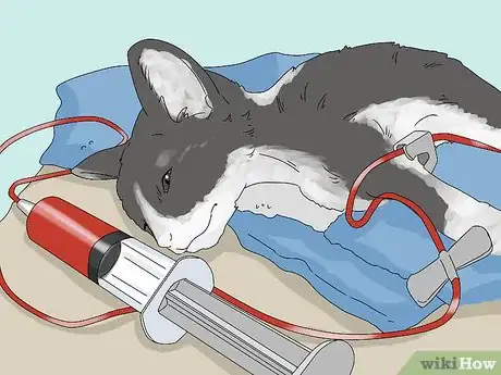 Image titled Handle Mothball Poisoning in Cats Step 11