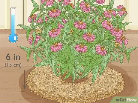 Image titled Grow Coneflowers Step 10