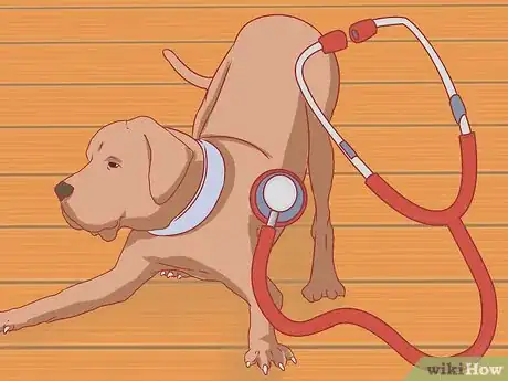 Image titled Care for Great Danes Step 21