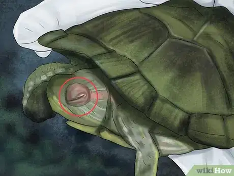 Image titled Diagnose Vitamin a Deficiency in Reptiles Step 1