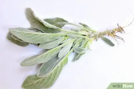 Image titled Cook With Sage Step 6