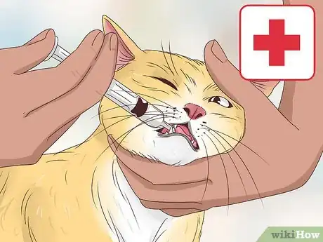 Image titled Prevent a Diabetic Emergency in Cats Step 6
