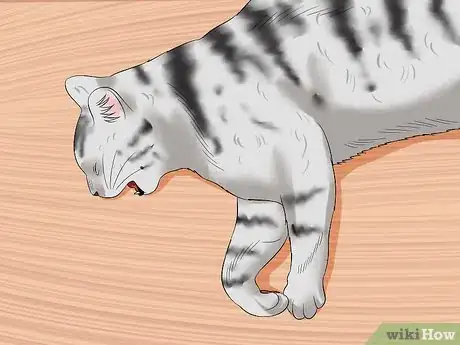 Image titled Care for American Shorthair Cats Step 4