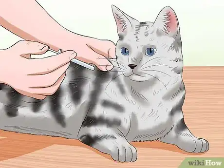 Image titled Care for American Shorthair Cats Step 1