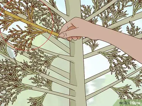 Image titled Prune Arborvitae Step 13