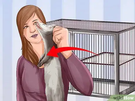 Image titled Train a Ferret Step 9