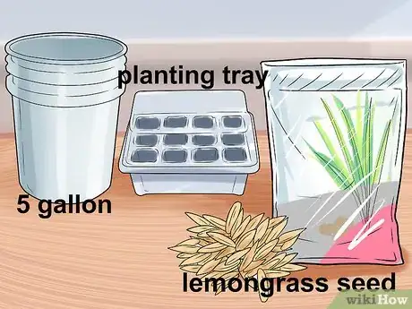 Image titled Cultivate Lemongrass Step 1