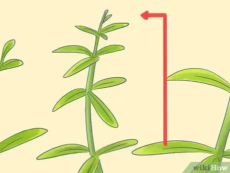 Image titled Grow Oleanders from Cuttings Step 1