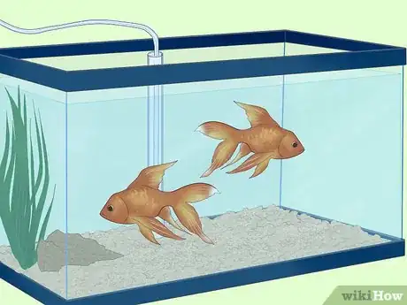 Image titled Treat Fungal Infections in Fish Step 6