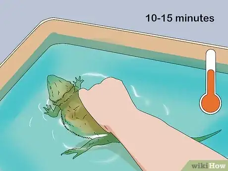 Image titled Give a Lizard a Bath Step 6