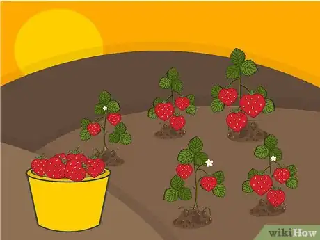 Image titled Grow Strawberries Step 22