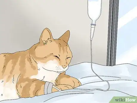 Image titled Handle Mothball Poisoning in Cats Step 13