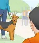 Identify an Airedale Terrier
