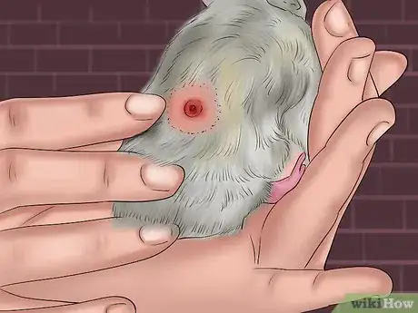 Image titled Treat Tumors in Hamsters Step 7