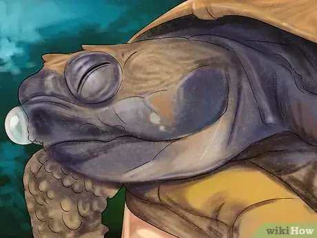 Image titled Diagnose Vitamin a Deficiency in Reptiles Step 7