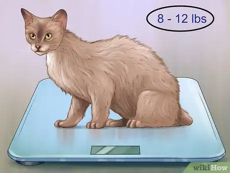 Image titled Care for a LaPerm Cat Step 2