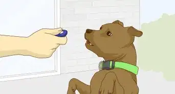 Get Your Dog Used to a Collar