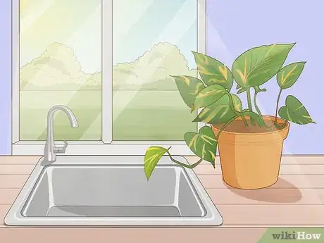 Image titled Care for a Golden Pothos Step 1