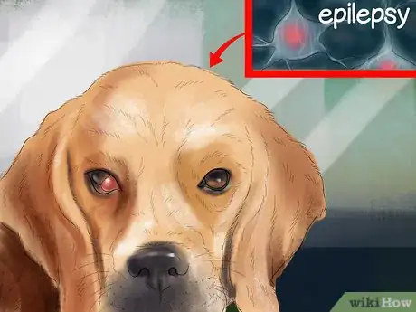 Image titled Prepare for Breed Specific Health Problems in Dogs Step 4