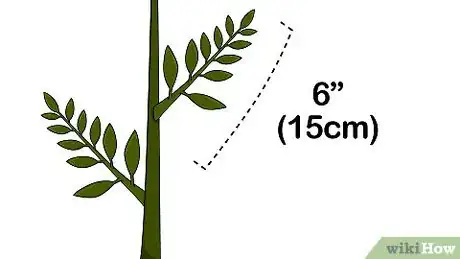 Image titled Grow a Ficus Benjamina Step 1