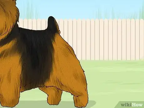 Image titled Identify a Norwich Terrier Step 6