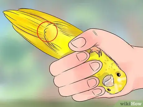Image titled Spot Signs of Illness in a Canary Step 10