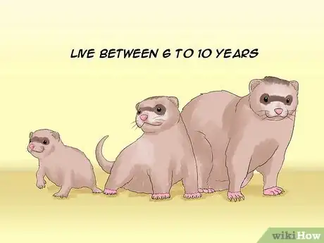 Image titled Decide if a Ferret Is the Right Pet for You Step 5