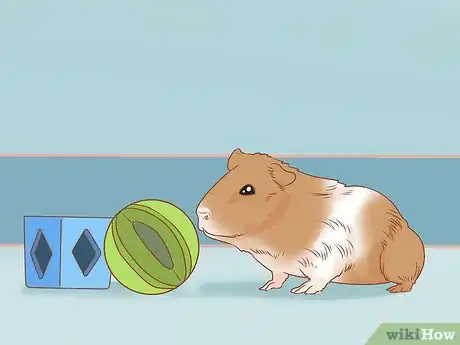 Image titled Get Your Guinea Pig to Eat a Treat Out of Your Hand Step 5