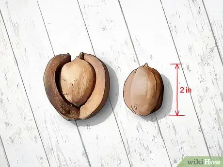 Image titled Identify Hickory Nuts Step 14