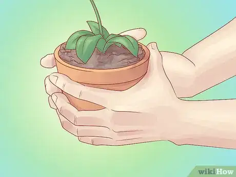 Image titled Water Orchids Step 4