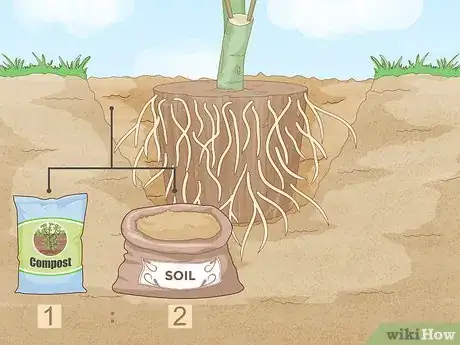 Image titled Plant a Pear Tree Step 12