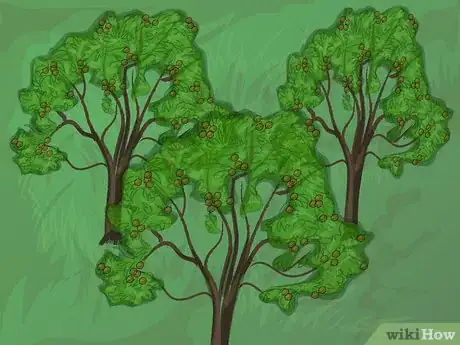 Image titled Harvest Pecans Step 1