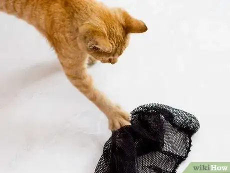 Image titled Bond with a Stray Cat Step 6