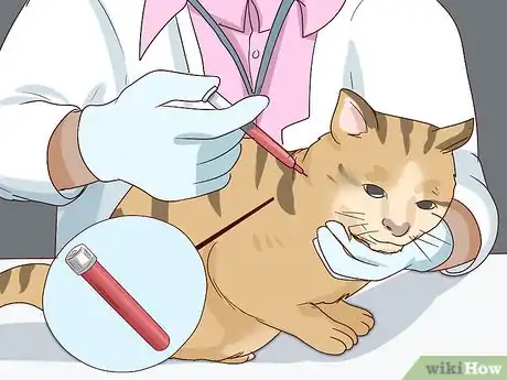 Image titled Diagnose and Treat Pyothorax in Cats Step 8