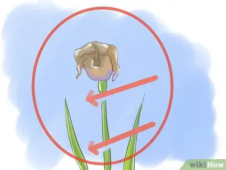 Image titled Take Care of Irises when Their Flowers Die Step 1