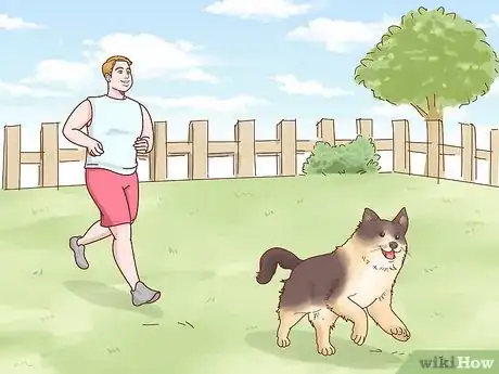 Image titled Choose a Border Collie Step 2