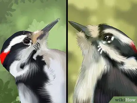 Image titled Tell the Difference Between Downy and Hairy Woodpeckers Step 3