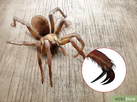 Image titled Identify a Wolf Spider Step 3