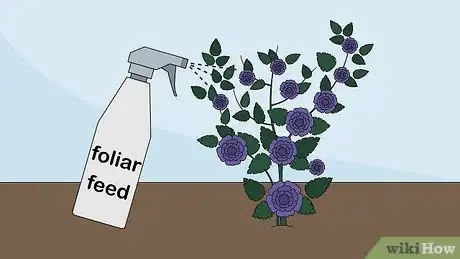 Image titled Care for a Midnight Blue Rose Bush Step 11