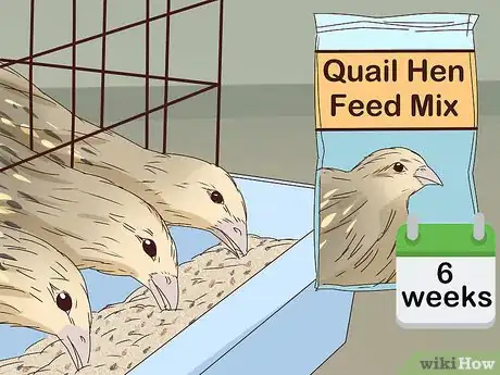 Image titled Raise Quail for Eggs Step 25