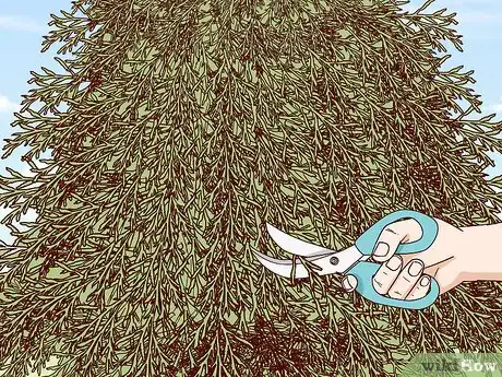 Image titled Prune Arborvitae Step 2